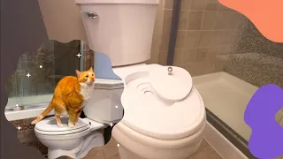 Now on Kickstarter: Hover Cat Seat - The Fail-Proof Cat Toilet Trainer