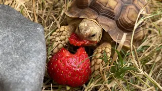 Baby Tortoise Tries Her First Strawberry