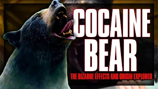 How much White Powder Can One Bear handle? More than a Sorority Girl on Spring Break | Movie Science