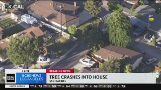 Tree crashes into San Gabriel house