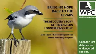 Recovery of the Eastern Loggerhead Shrike with Jane Spero | 17 Jan 2022