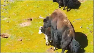 Tibetan wild yak.