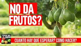 Por qué tu Aguacate no da frutos? Cuanto demora el aguacate en dar frutos?