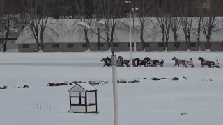 Московский ипподром. Бега. 25.02.18. Заезд 8(96). ПРИЗ ИМЕНИ НОВОТОМНИКОВСКОГО КОННОГО ЗАВОДА