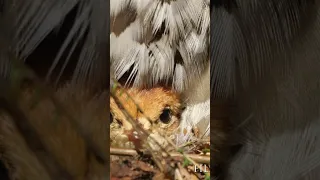 This chick saw this world for the first time #cuteanimals #cutebaby #birds