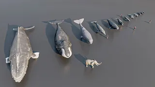 Size Comparison : whale and dolphin  | 3D Animation