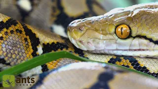 I Found A Reticulated Python (World's Longest Snake) In My Yard