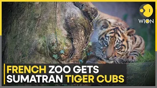 French Zoo gets 2 Sumatran Tiger cubs as part of Programme aimed at conserving animal population