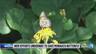 How you can help save the monarch butterfly