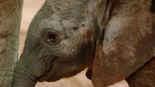 Elephant Herd Celebrates a New Born Calf | BBC Earth