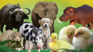 Happy Lovely Animal Sounds: Duck, Elephant, Cow, Beaver, Hippo, Cat, Dog Boar | Cute Animal Moments