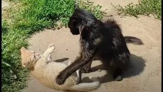 Папа кот учит котенка защищать родину 😻 cat and kitten