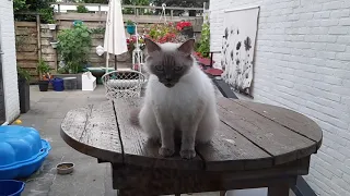 singing ragdoll cat! the neighbors go crazy with her when she is outside theshe wants to go in!hihi