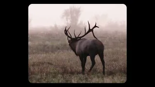 2023 Pennsylvania Elk Rut with Bugling Elk