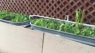 Part Four - Conversion of My Wicking Beds into a Full Aquatic System