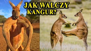 KANGUR - Umięśniony Kickboxer z Australii