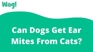 Can Dogs Get Ear Mites From Cats? | Wag!