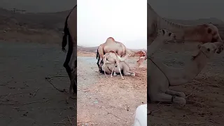 Camels Kissing And Trying to Mating #shorts #CamelsMating