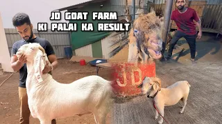 Goat farms in India - mumbai 2024 | JD Goat farm | Classic Goat farm | sanjari goat farm VLOG 😍