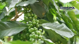 Cosmopol Forte® Cultivo de Café, Zona Chiriquí, Panamá