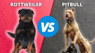 Rottweiler vs Pitbull | Pitbull VS Rottweiler Dog breed comparison