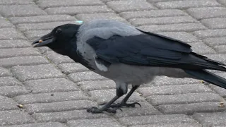 Hooded Crow.Wrona siwa.