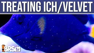 Ich or Marine Velvet in Your Reef Tank? Easy Steps to Treat Saltwater Fish Disease!  Ep: 10