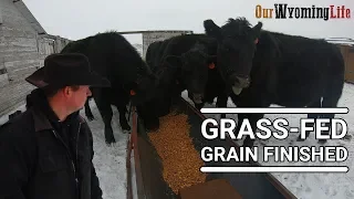 How We Finish Steers on the Ranch - Grass Fed, Grain Finished