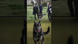 US President Joe Biden’s Dog Commander Bites Secret Service Agent Again | Subscribe to Firstpost