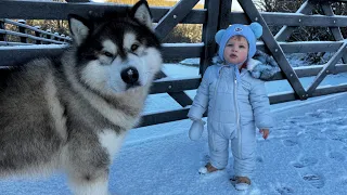 Adorable Baby Boy And Husky Play In Snow! Cats Too! (Cutest Ever!!)