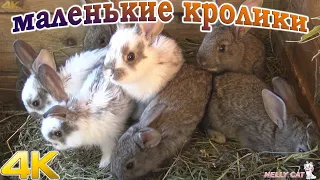 Маленькие кролики Смешные и прикольные ушастики Зайчики The little rabbits 4k