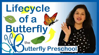 Life Cycle of a Butterfly for kids | Montessori Activities for 2 year olds