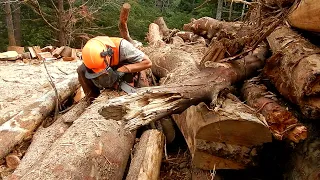 Minute By Minute Raw Wood Cutting Footage No Talking Part 3