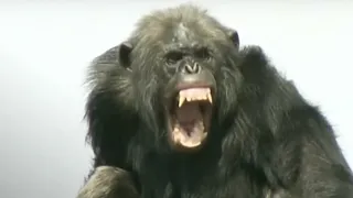 Dieser Affe bricht aus dem Zoo aus, was er dann macht ist UNFASSBAR!