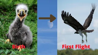 Steppe Eagle - From Birth to First Flight