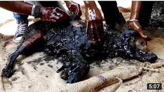 Dog turned rock-solid in tar drum rescued.