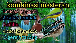 masteran kombinasi ❗(cucak jenggot, kapas tembak, cililin, cucak cungkok, gereja tarung)