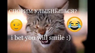 ПОПРОБУЙ НЕ УЛЫБНУТЬСЯ!! :) ||  ЗАБАВНЫЕ КОТЫ xD TRY NOT TO SMILE :) FUNNY CATS xD