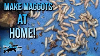How to make Maggots at Home | TAFishing