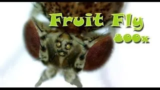 Fruit fly. Max Zooming by Microscope. Жизнь Дроздофила под микроскопом.