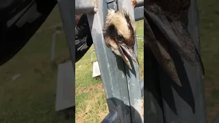 Woman Rescues Kookaburra Bird with Head Stuck in Fence