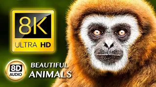 BEAUTIFUL ANIMALS 8K ULTRA HD • 8D AUDIO •