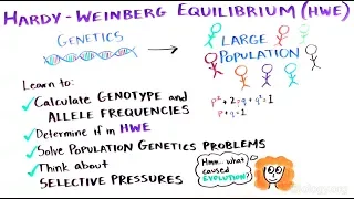 What is the Hardy-Weinberg Equilibrium?