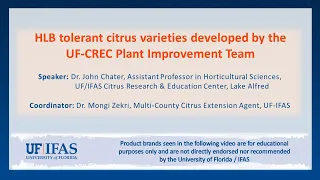HLB tolerant citrus varieties developed by the UF-CREC Plant Improvement Team