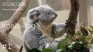 [koala-log] コアラログ #1 多摩動物公園 240308