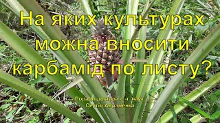 На яких культурах можна вносити карбамід по листу?