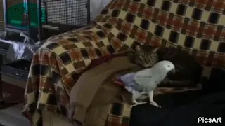 попугай жако и кот