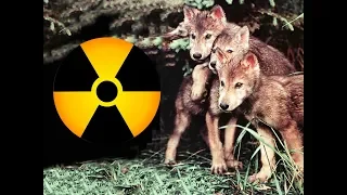 Логово с волчатами в заброшенном доме [Чернобыльская зона] | Film Studio Aves