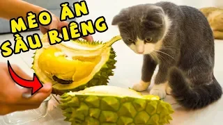 Cho mèo ăn thử sầu riêng | The Happy Pets #37