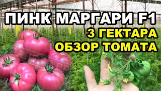 ПИНК МАРГАРИ F1. ОБЗОР ТОМАТА. 3 ГЕКТАРА